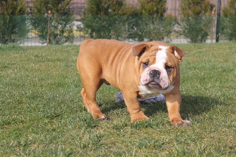 Majesty Bull - Bulldog Anglais - Portée née le 01/10/2015
